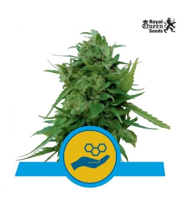 Auto Solomatic CBD - Royal Queen - Kayamurcia.es