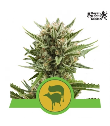 Auto Sweet Skunk - Royal Queen - Kayamurcia.es