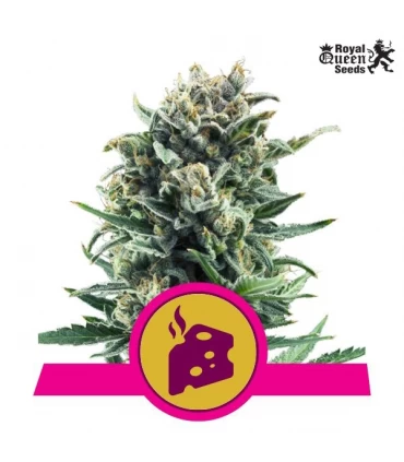 Blue Cheese - Royal Queen - Kayamurcia.es