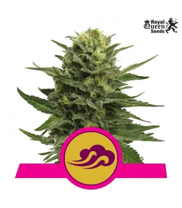 Blue Mystic - Royal Queen - Kayamurcia.es