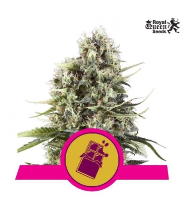 Chocolate Haze - Royal Queen - Kayamurcia.es