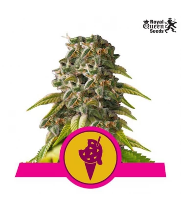 Cookies Gelato - Royal Queen - Kayamurcia.es