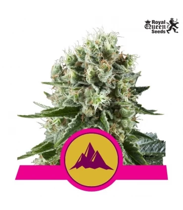 Critical Kush - Royal Queen - Kayamurcia.es