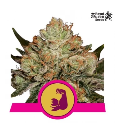 HulkBerry - Royal Queen - Kayamurcia.es
