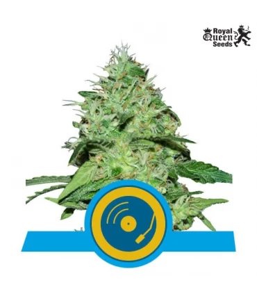 Joanne's CBD - Royal Queen - Kayamurcia.es