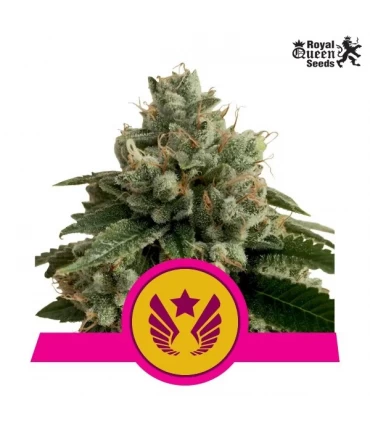 Legendary Punch - Royal Queen - Kayamurcia.es