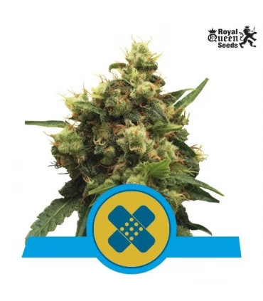 Painkiller XL CBD - Royal Queen - Kayamurcia.es