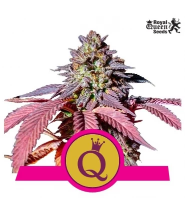 Purple Queen - Royal Queen - Kayamurcia.es