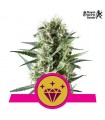 Special Kush n 1 - Royal Queen.