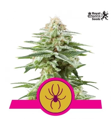 White Widow - Royal Queen - Kayamurcia.es