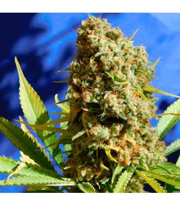 Bruce Banner n 3 Fast - Original Sensible.