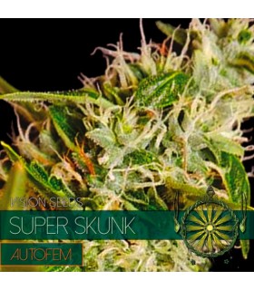 Auto Super Skunk 5 u. fem. Vision Seeds