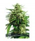 Auto Vision Gorilla 5 u. fem. Vision Seeds