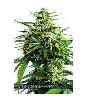 Auto Vision Gorilla 5 u. fem. Vision Seeds