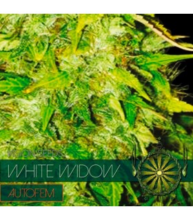 Auto White Widow 5 u. fem. Vision Seeds