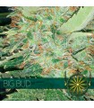 Big Bud 5 u. fem. Vision Seeds