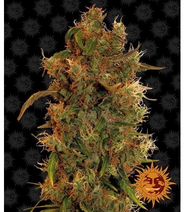8 Ball Kush - Barney's Farm.