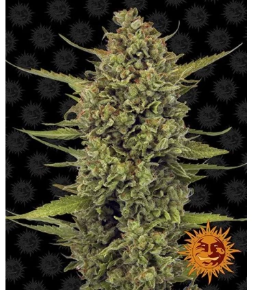 Acapulco Gold - Barney's Farm.