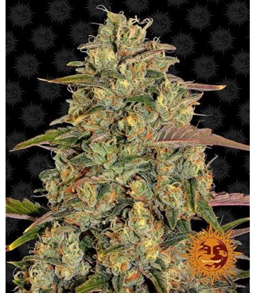 Amnesia Lemon - Barney's Farm.