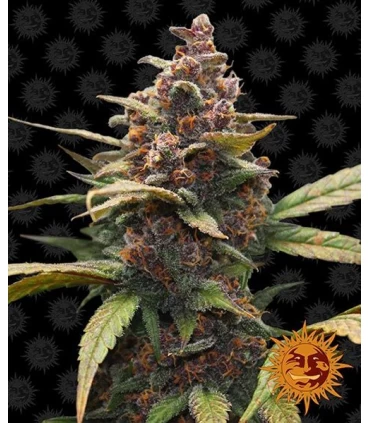 Ayahuasca Purple - Barney`s Farm.
