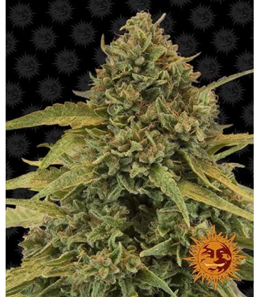 Bad Azz Kush - Barney`s Farm.