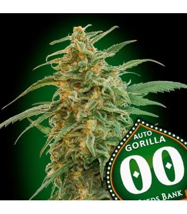 Auto Gorilla - 00 Seeds