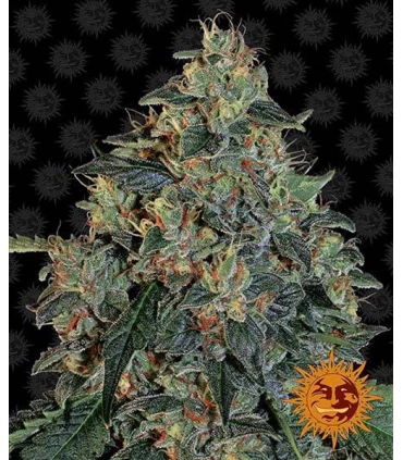 Blueberry OG - Barney`s Farm.