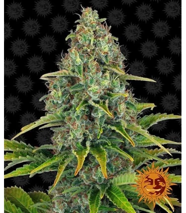 Auto Blue Cheese - Barney´s Farm.