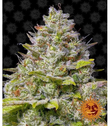 Blue Gelato 41 - Barney's Farm.