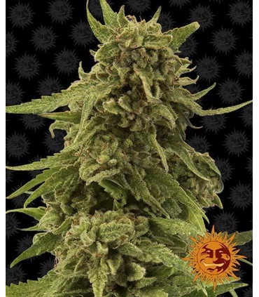 CBD Critical Cure - Barney's Farm.