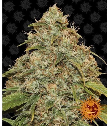 Auto CBD Lemon Potion - Barney`s Farm.
