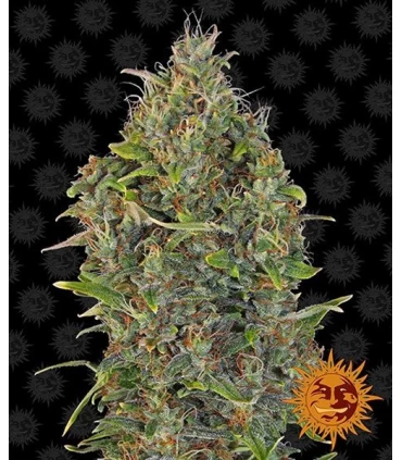 Auto Critical Kush - Barney's Farm.