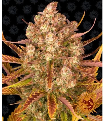 Auto Dos Si Dos - Barney's Farm.