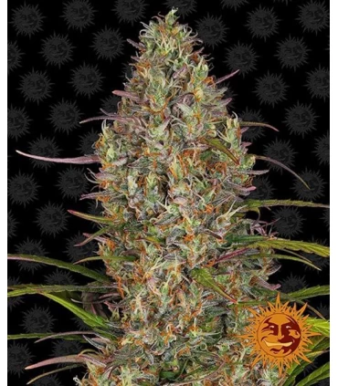 Auto Glue Gelato - Barney's Farm.