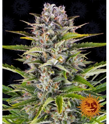 Auto Gorilla Zkittlez - Barney's Farm.