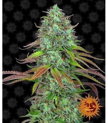 Auto LSD - Barney's Farm.