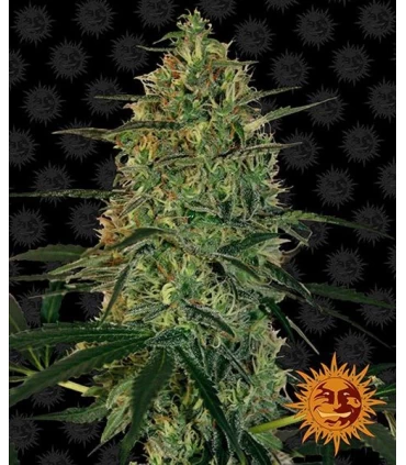 Auto Malana Bomb - Barney's Farm.