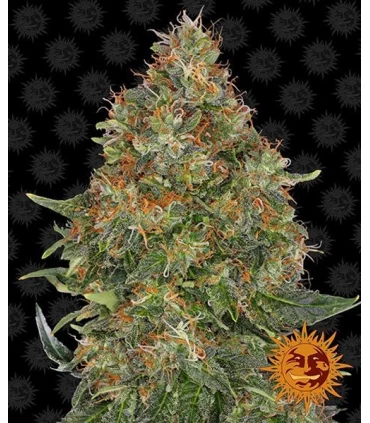 Auto Pineapple Express - Barney's Farm.