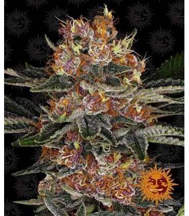 Auto Purple Punch - Barney's Farm.