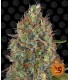 Auto Sweet Tooth - Barney's Farm.
