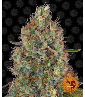 Auto Sweet Tooth - Barney's Farm.