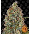 Auto Sweet Tooth - Barney's Farm.
