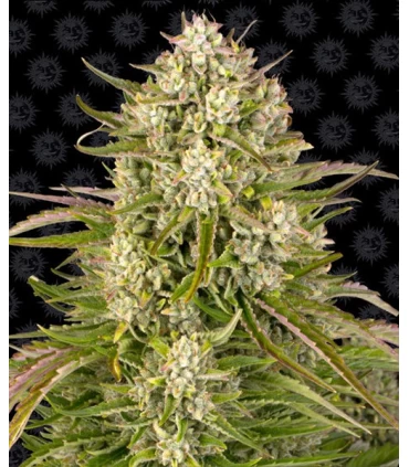 Auto Wedding Cake - Barney's Farm.