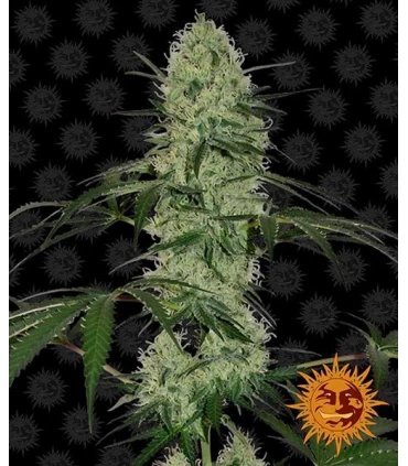 Auto Tangerine Dream - Barney's Farm.
