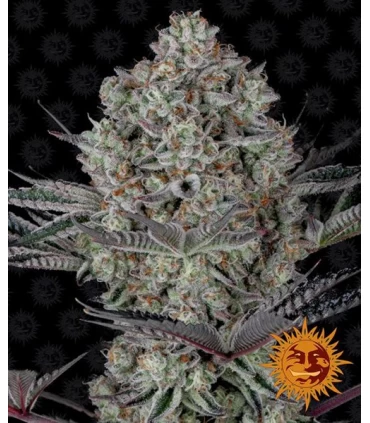 Dos Si Dos 33 - Barney's Farm.
