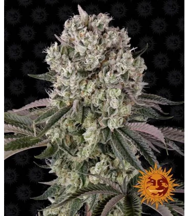 Glookies - Barney's Farm.