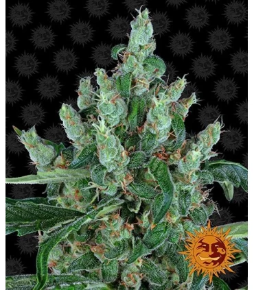 Laughing Buddha - Barney's Farm.