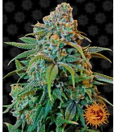 Liberty Haze - Barney's Farm.