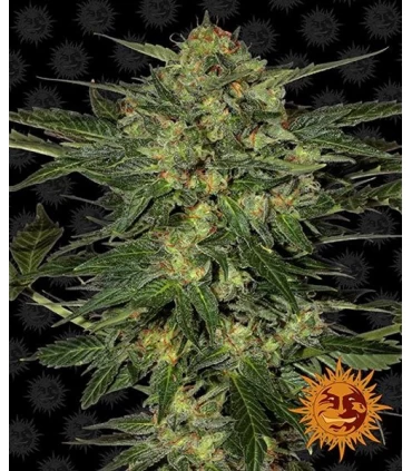 LSD - Barney's Farm.