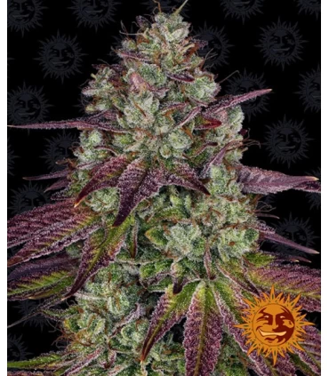 Mimosa EVO - Barney's Farm.